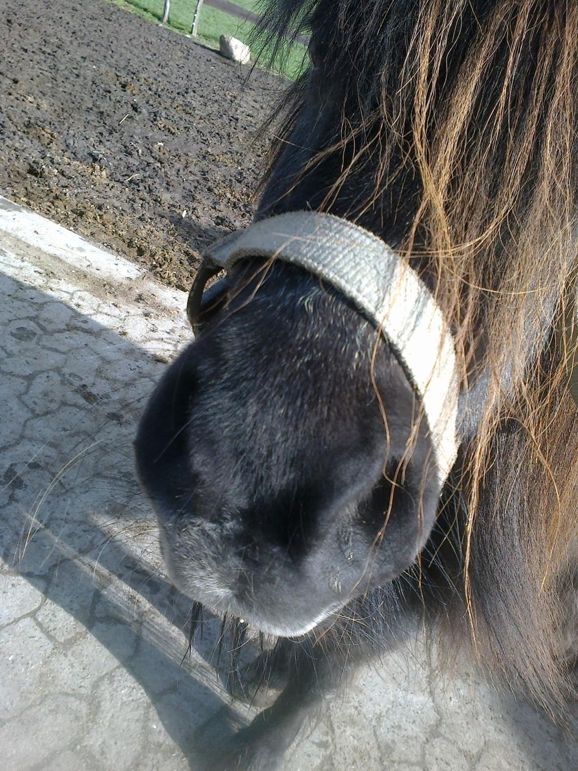 Shetlænder line billede 14