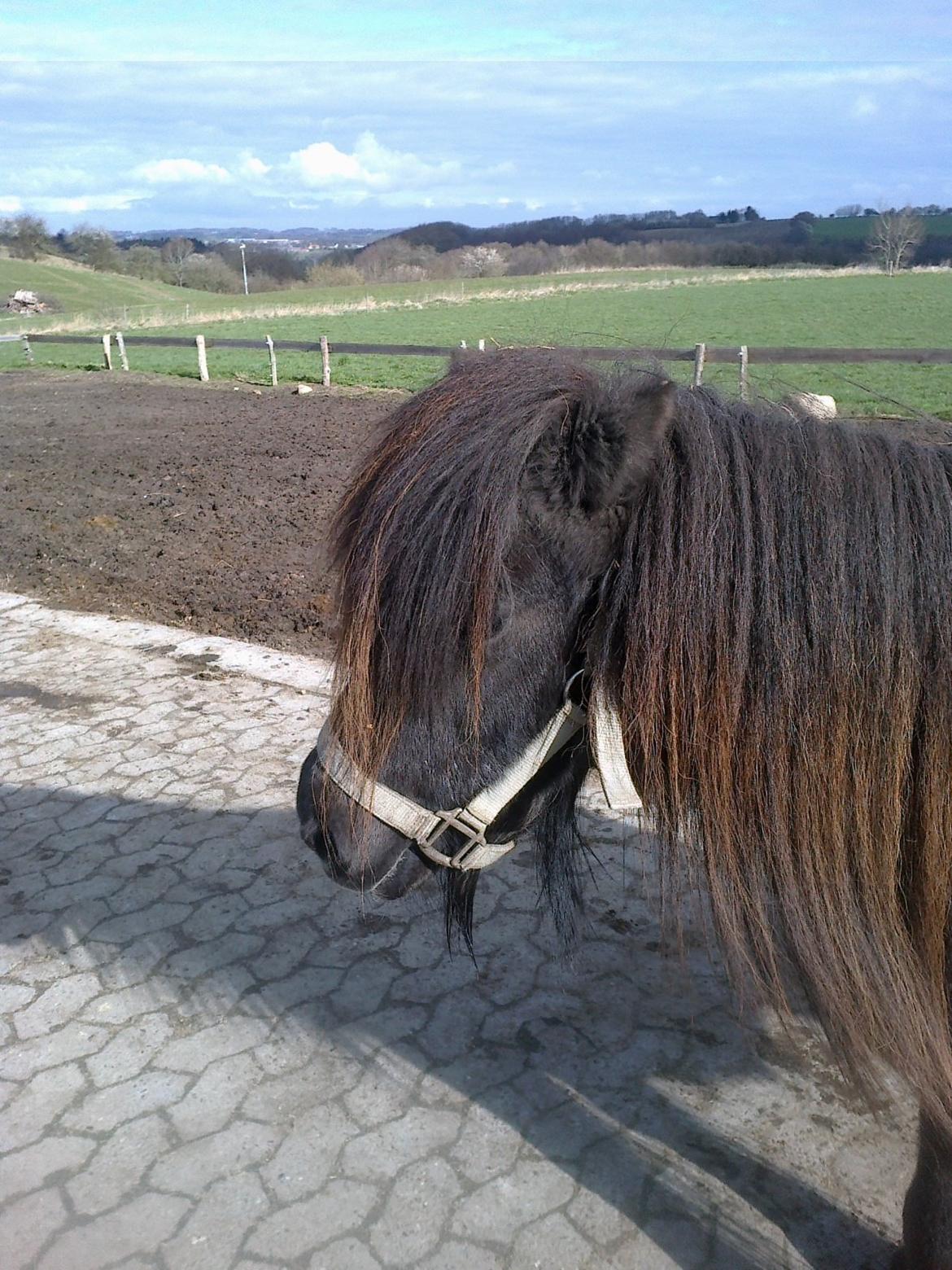 Shetlænder line billede 15