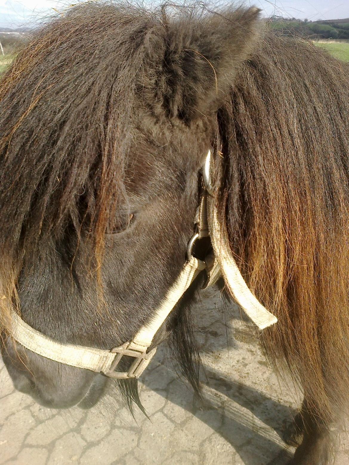 Shetlænder line billede 16