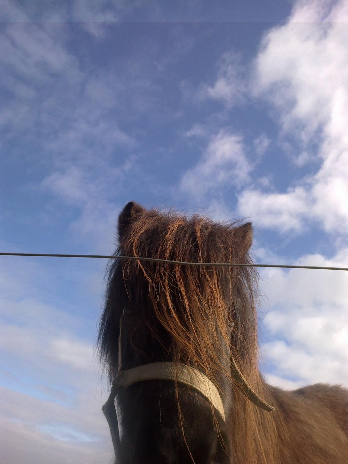 Shetlænder line - <3<3<3<3<3<3<3<3 billede 17