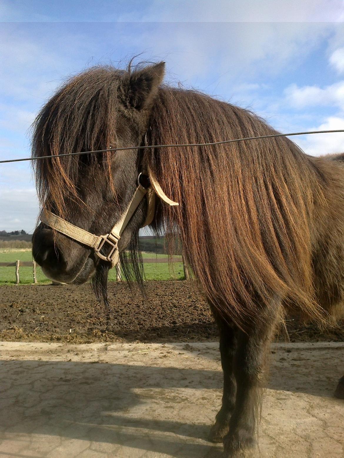 Shetlænder line - <3 billede 18