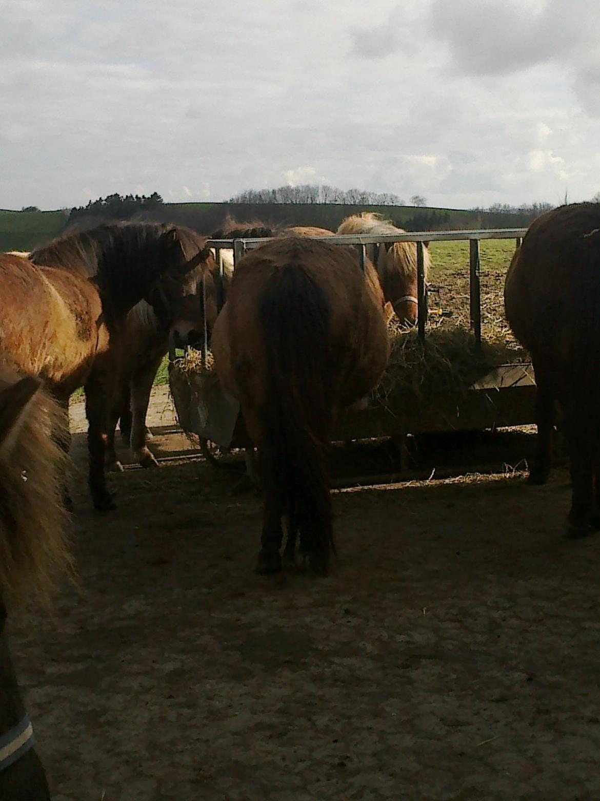 Islænder Hafdis - Nogle uger før hun fik Feiker<3(staves?) billede 5