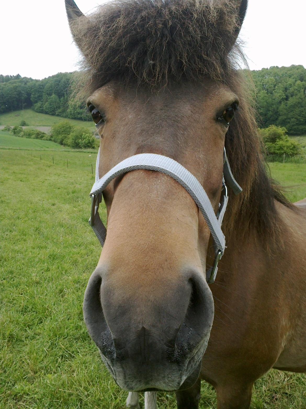 Islænder Hafdis - Ny grime billede 6