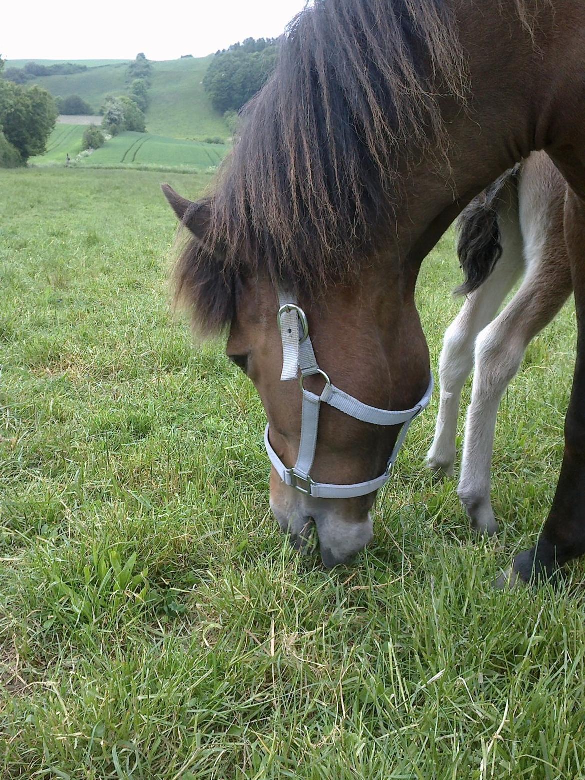 Islænder Hafdis billede 7