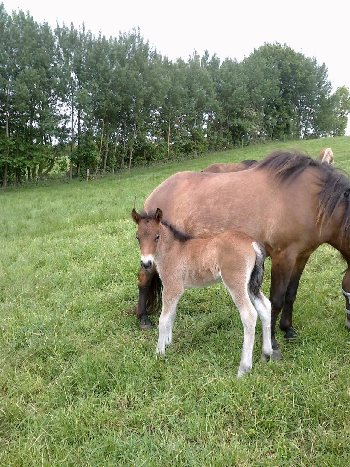 Islænder Hafdis - Hafdis og hendes føl Feiker<3  billede 8