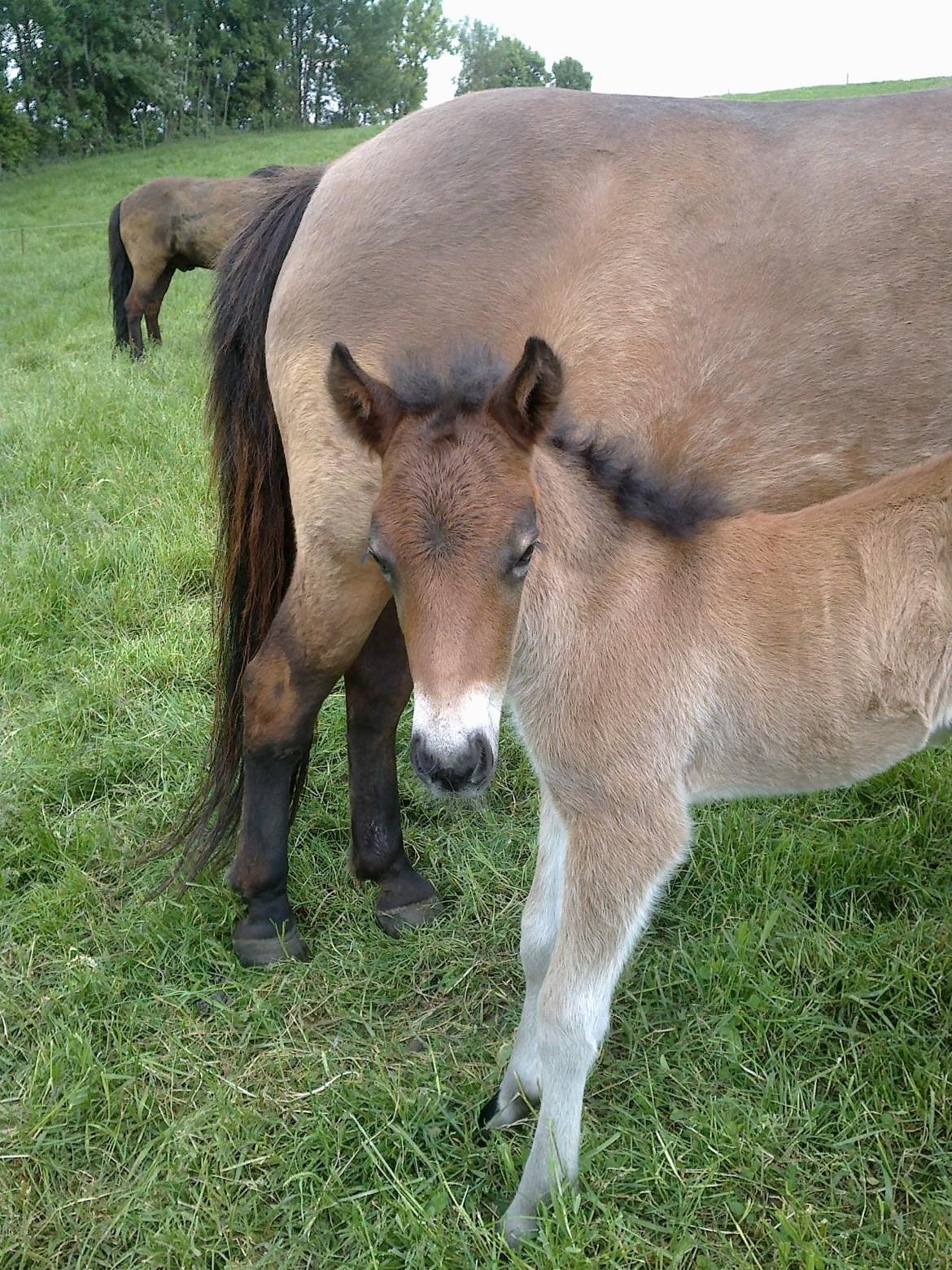 Islænder Hafdis - Velkommen til verden Feiker<3   billede 9
