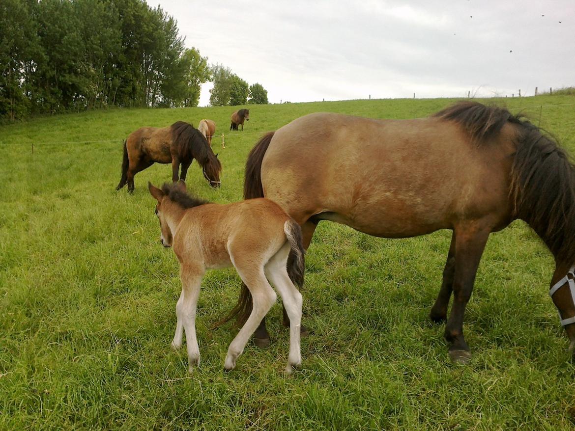 Islænder Hafdis billede 10