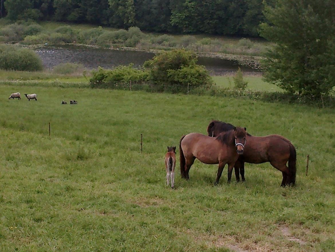 Islænder Hafdis - Familie billed<3<3
Mor og storebror. billede 11