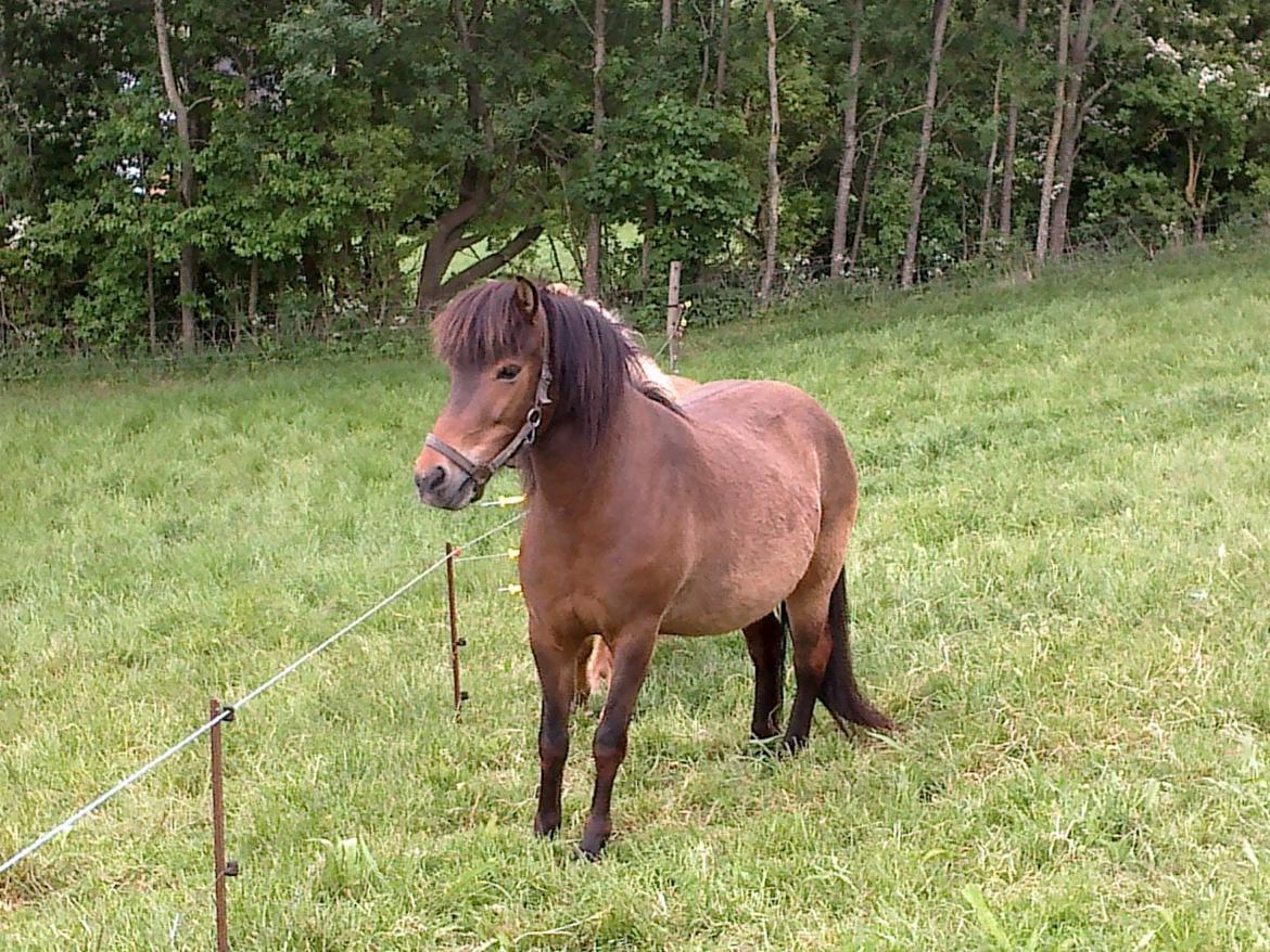 Islænder Hafdis - Det er faktisk Ron men hun er da stadig (s)køn. billede 12
