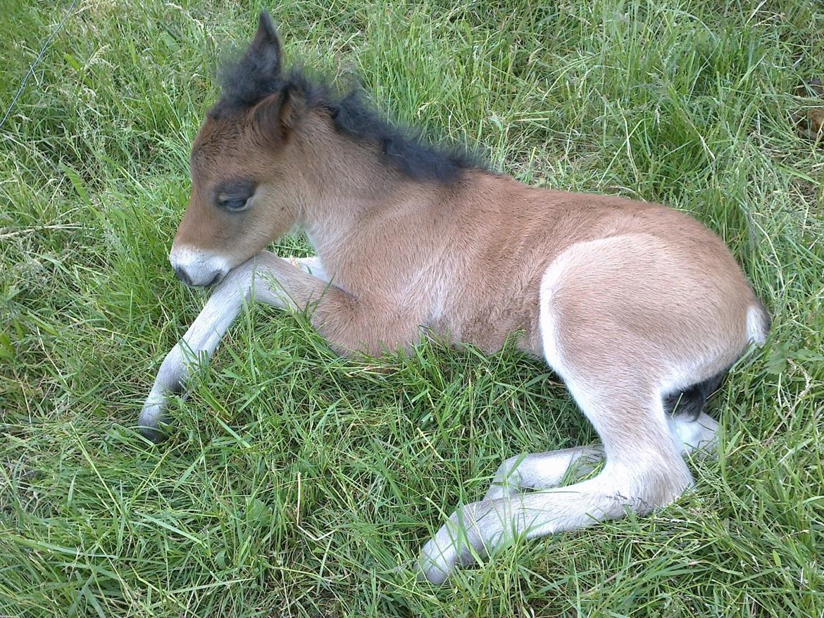 Islænder Hafdis - Trææææt billede 13
