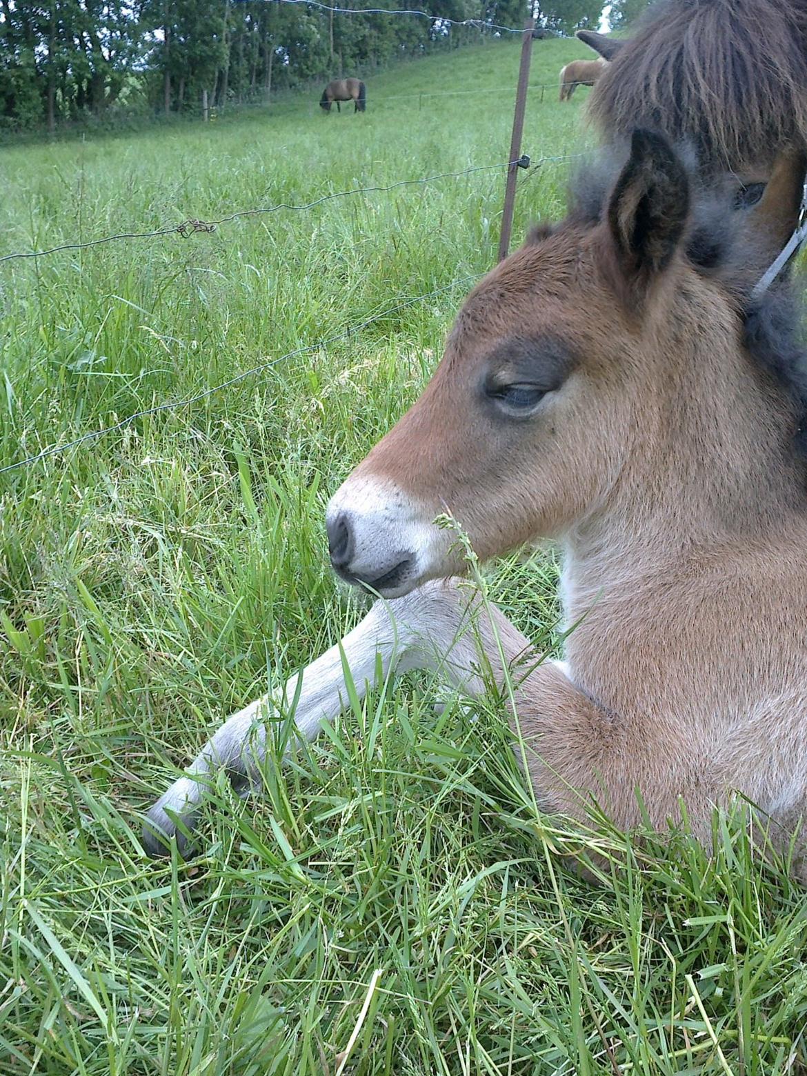 Islænder Hafdis billede 14