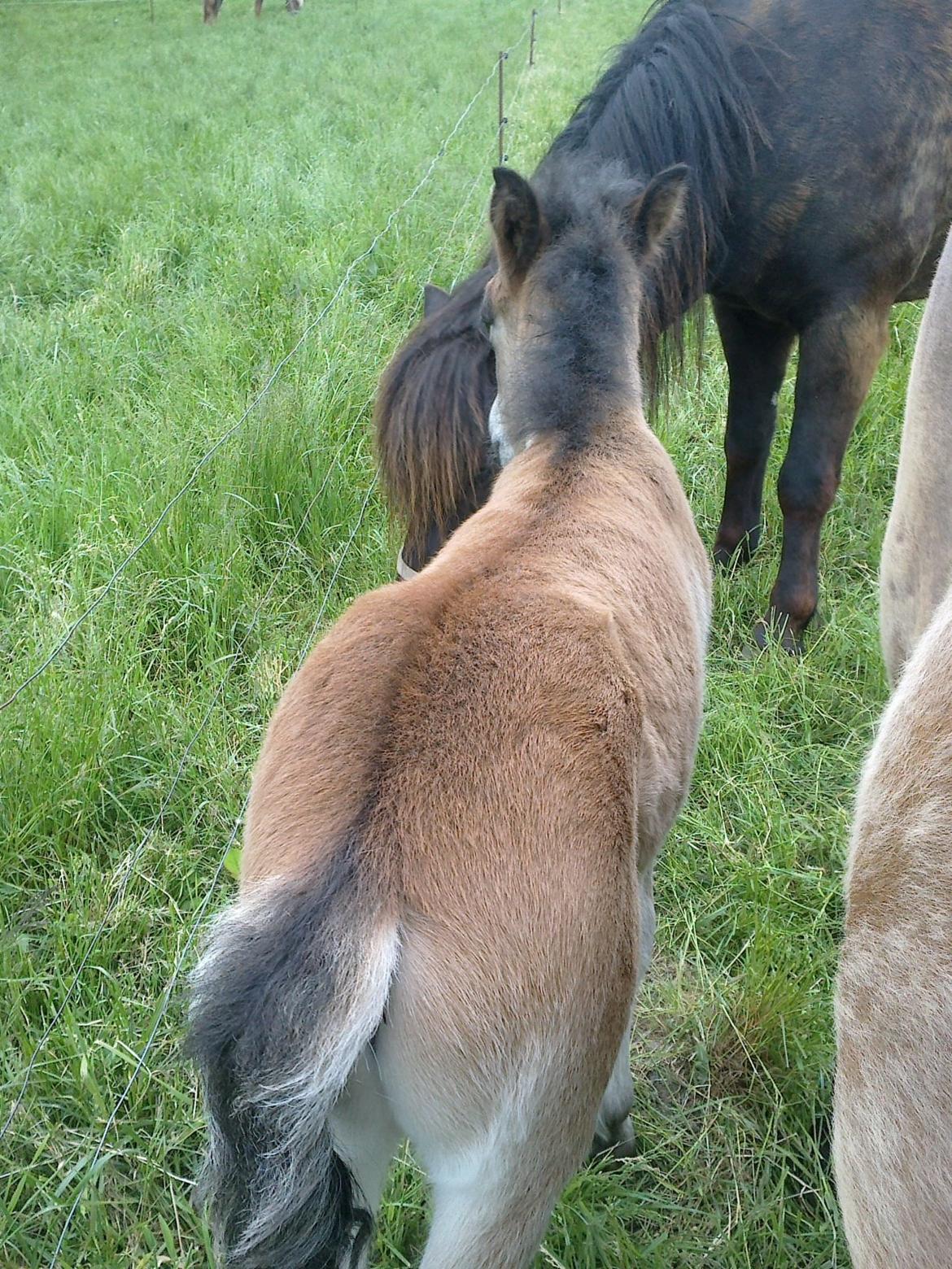 Islænder Hafdis - Hans flotte ål billede 16