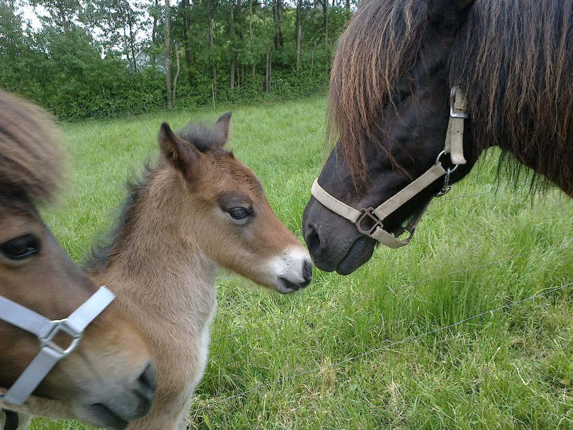 Islænder Hafdis - Hej til storebror.
(Hafdis var ikke så vild med det såå.) billede 17