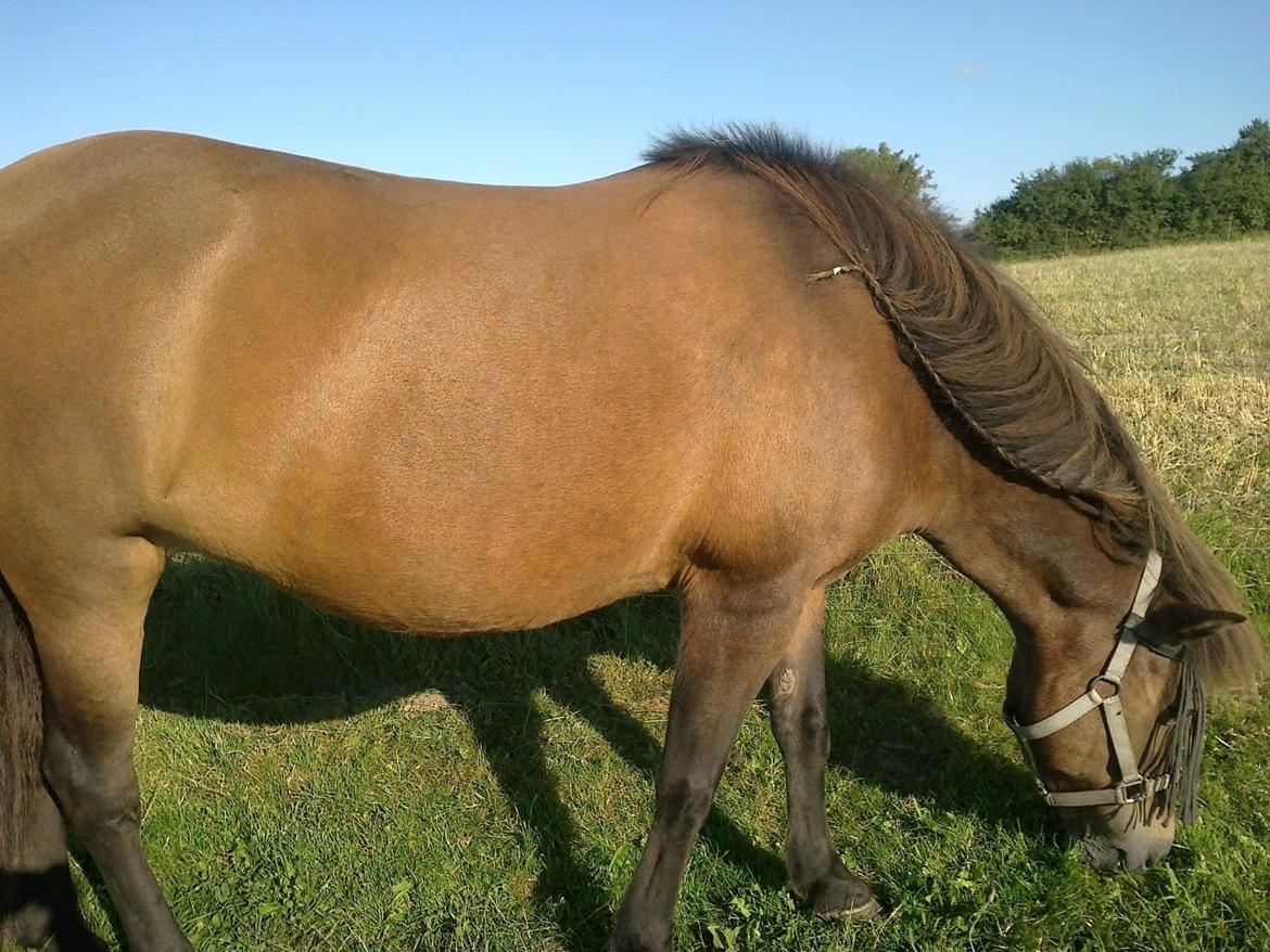 Islænder Hafdis - Velkommen til Hafdis' profil!:)
smid gerne en kommentar og en bedømmelse:) billede 1