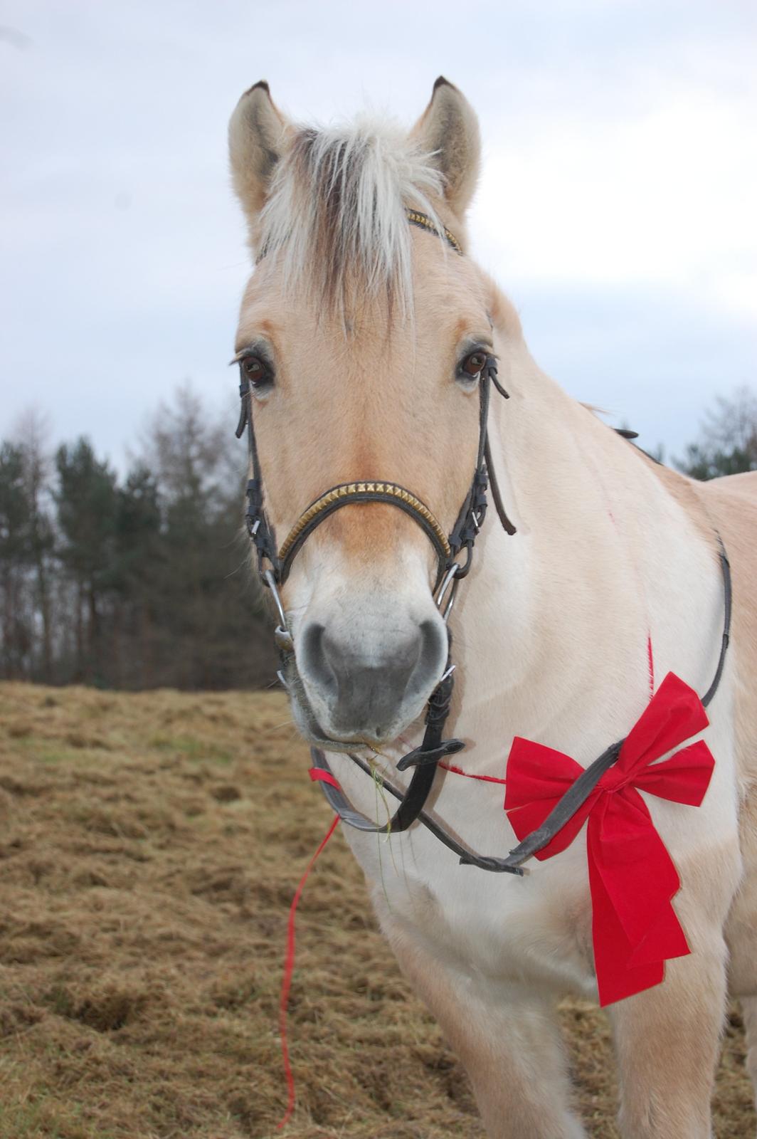 Fjordhest Tjalfe billede 10