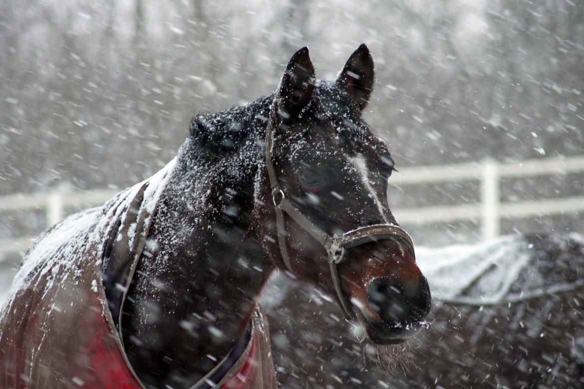 Anden særlig race Stald Birkelys Issebelle - Issen i vintervejr ♥  11.01.2013 billede 23