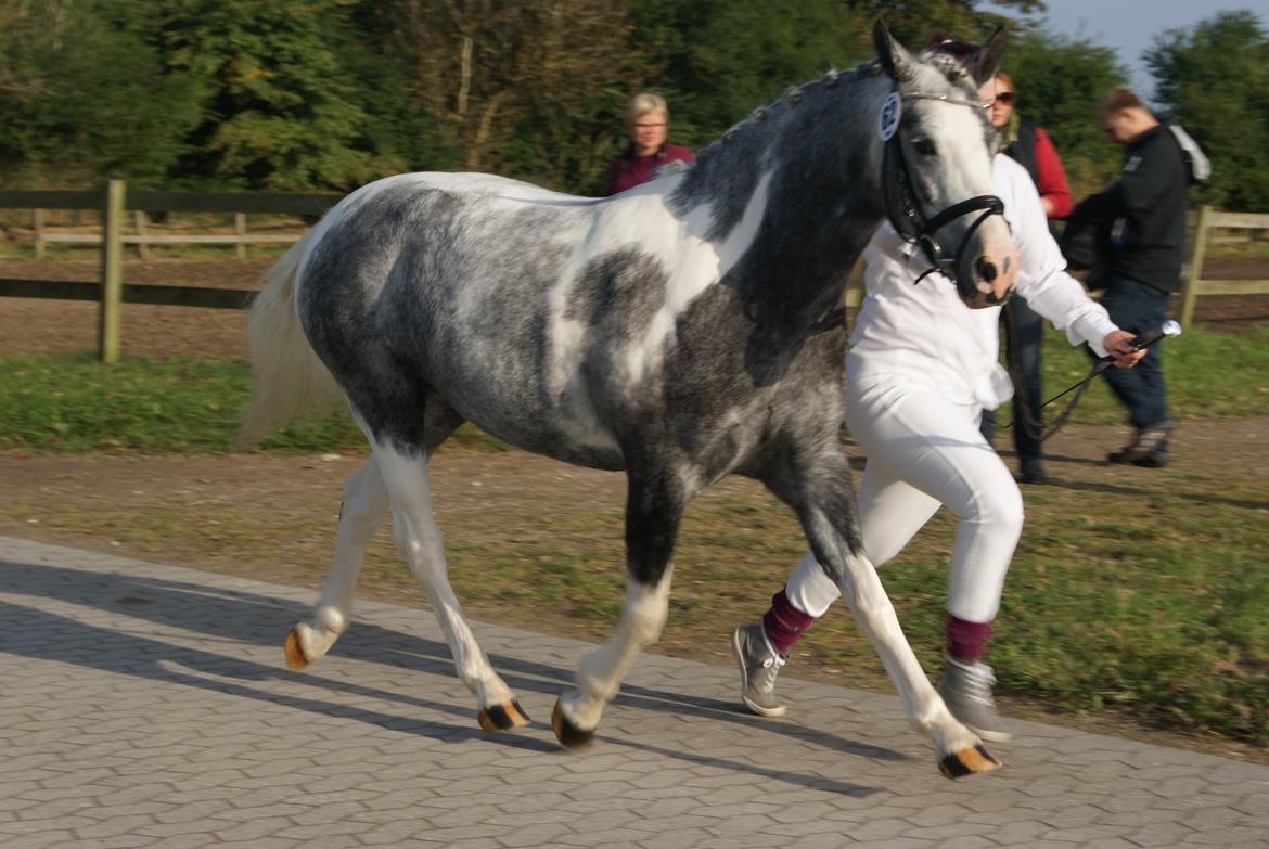 Pinto Vindbjergs starlight - kåring 2012 gik fløj billede 18