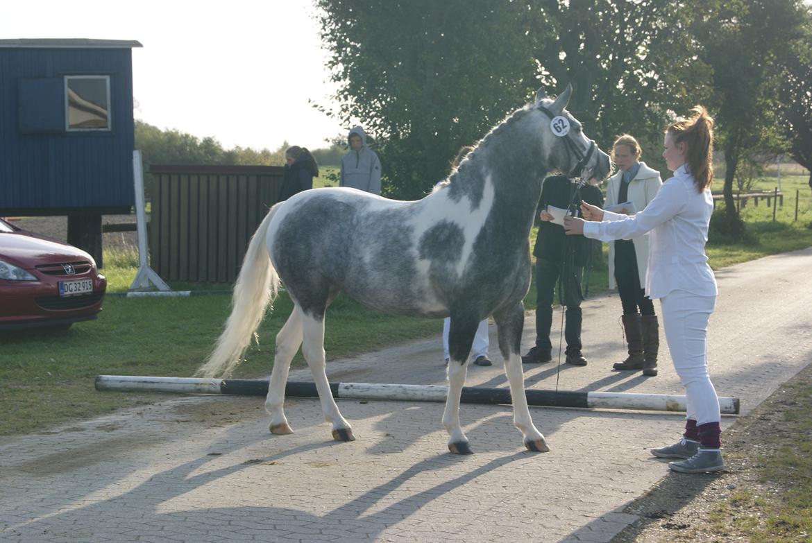 Pinto Vindbjergs starlight - kåring 2012 gik fløj billede 19