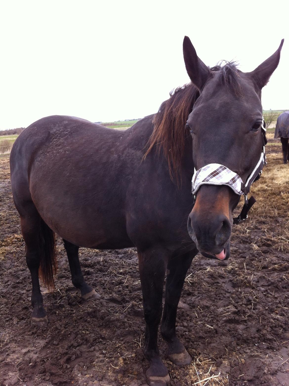 Oldenborg cindy nygård billede 6