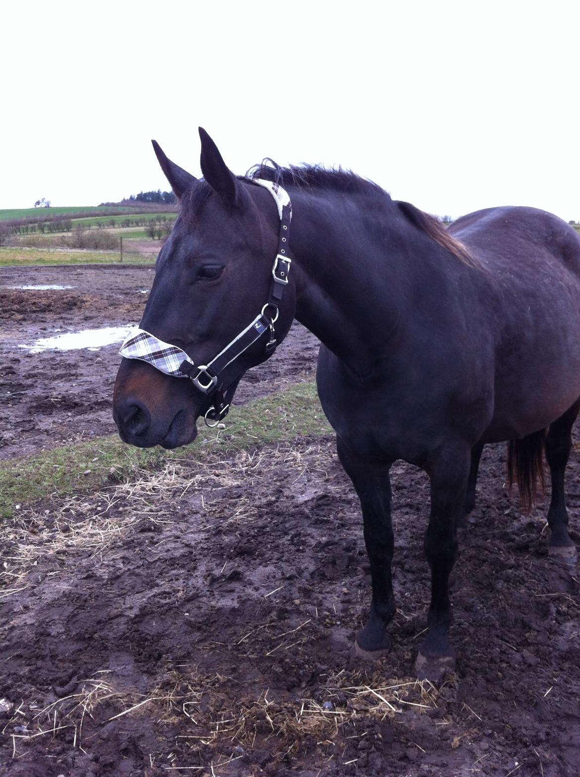Oldenborg cindy nygård billede 8