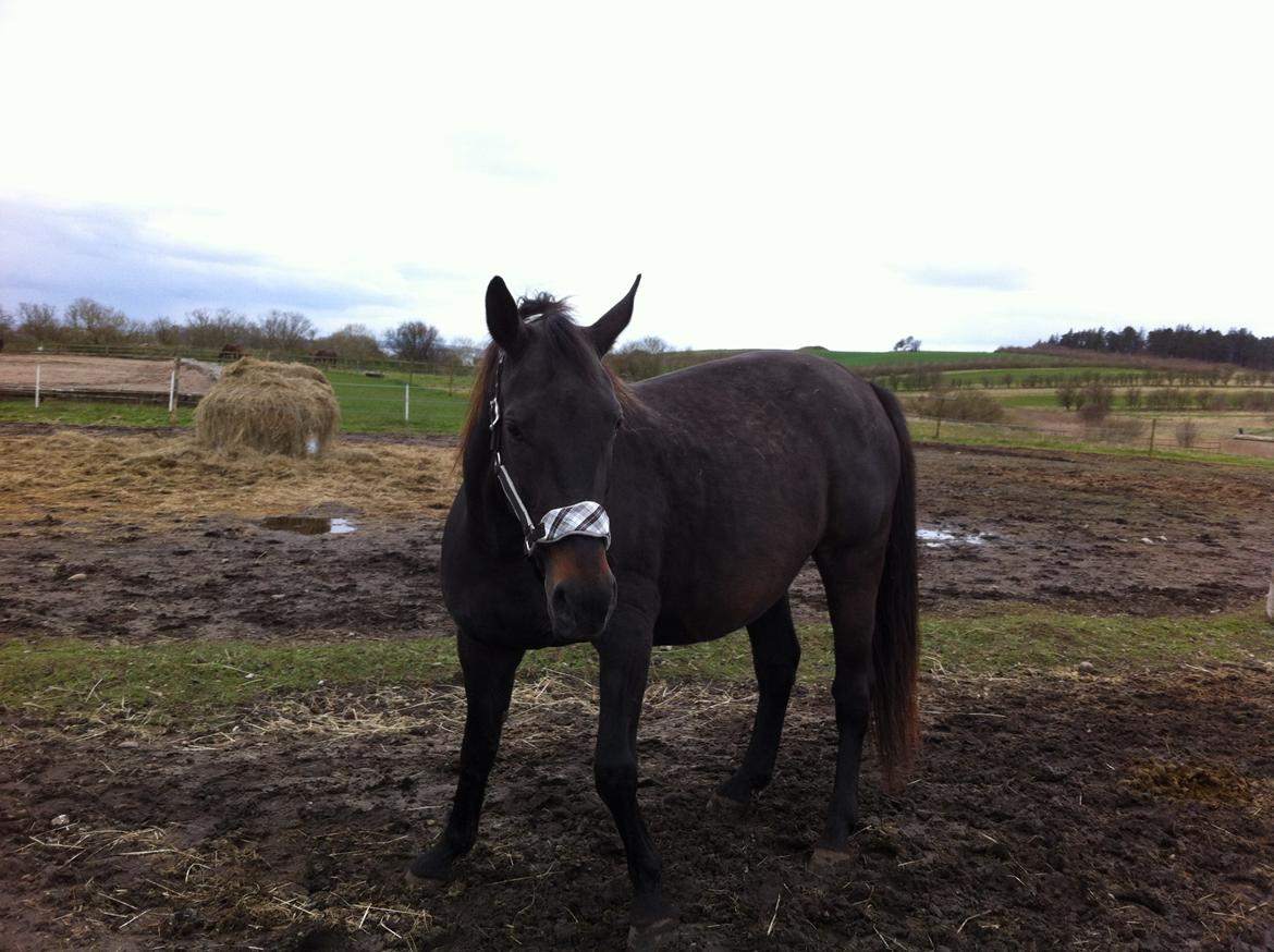 Oldenborg cindy nygård billede 10