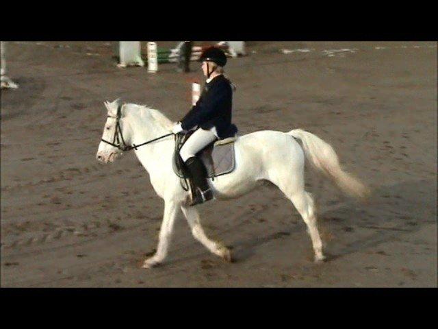 Anden særlig race Plet/Pletten [ELEVPONY] red - Galop, galop, galop  billede 2