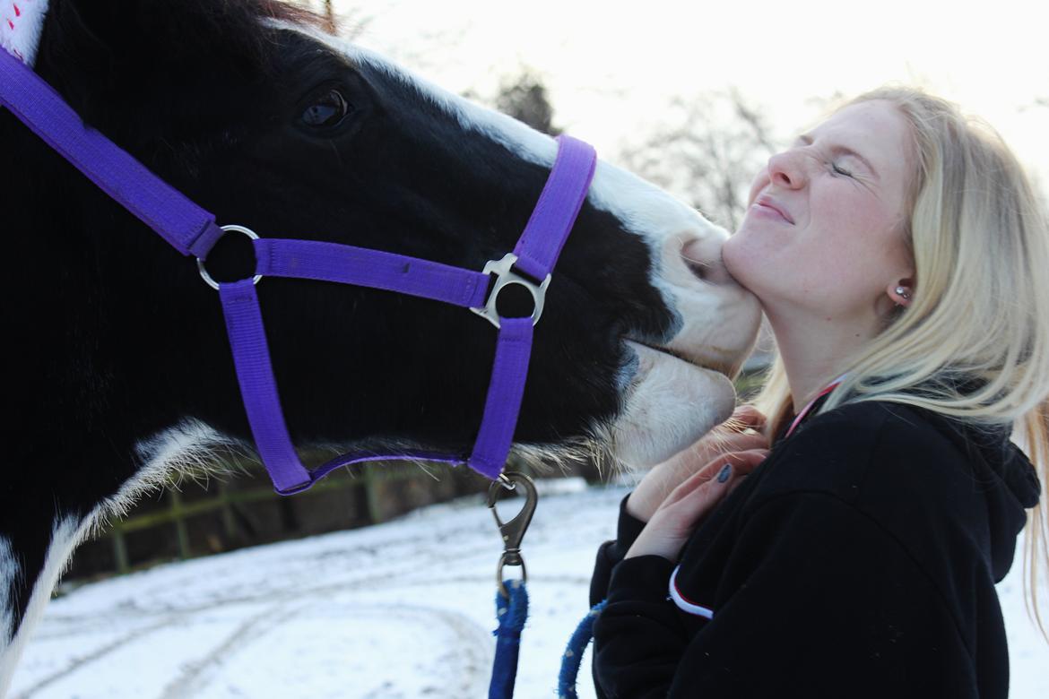 Irsk Sportspony Dublin billede 6