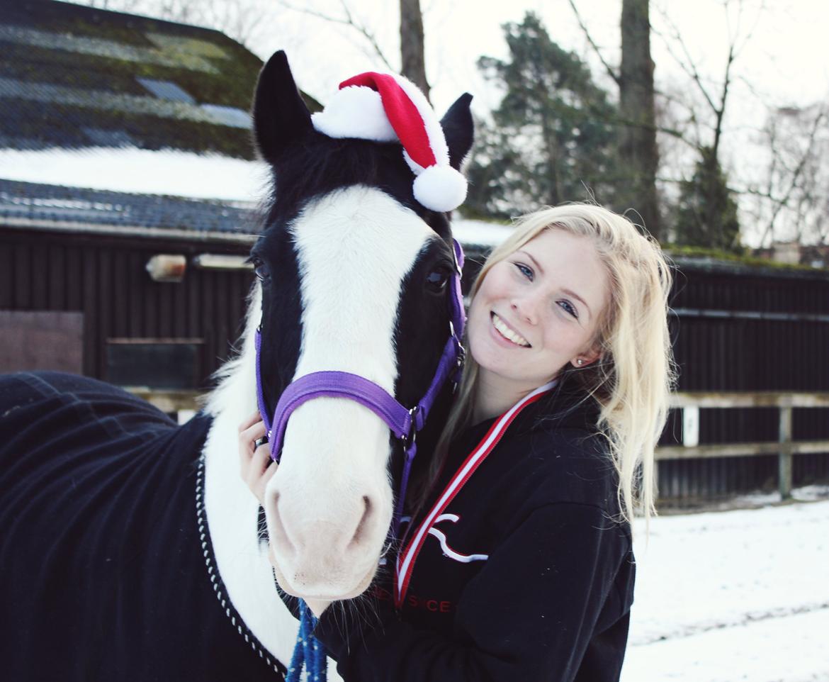 Irsk Sportspony Dublin billede 2