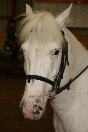 Anden særlig race Plet/Pletten [ELEVPONY] red - Politiet havde efterlyst en flot, smuk og charmerende pony, bare rolig jeg fortalte dem ikke hvor du var 
  billede 1