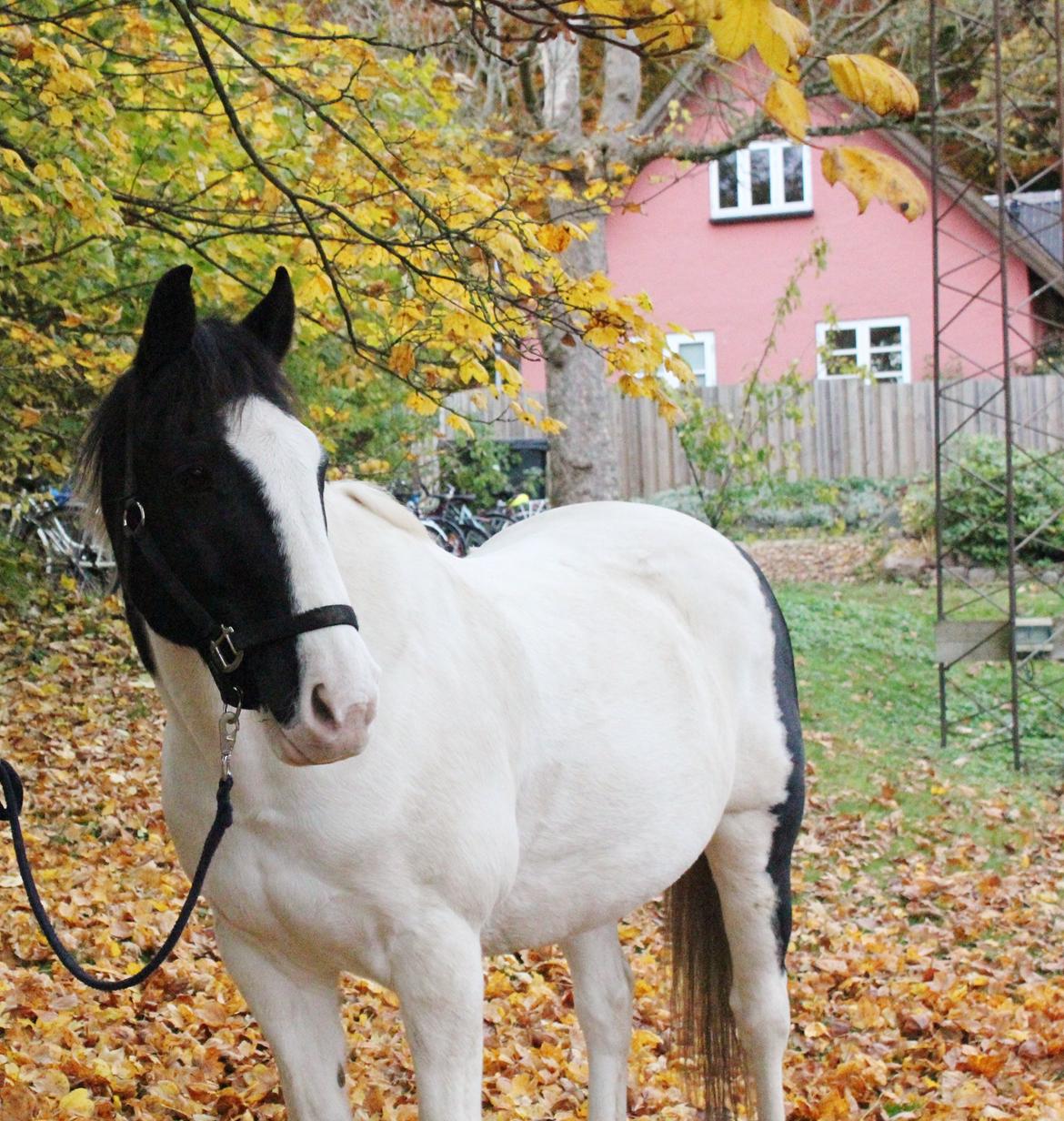 Irsk Sportspony Dublin billede 7