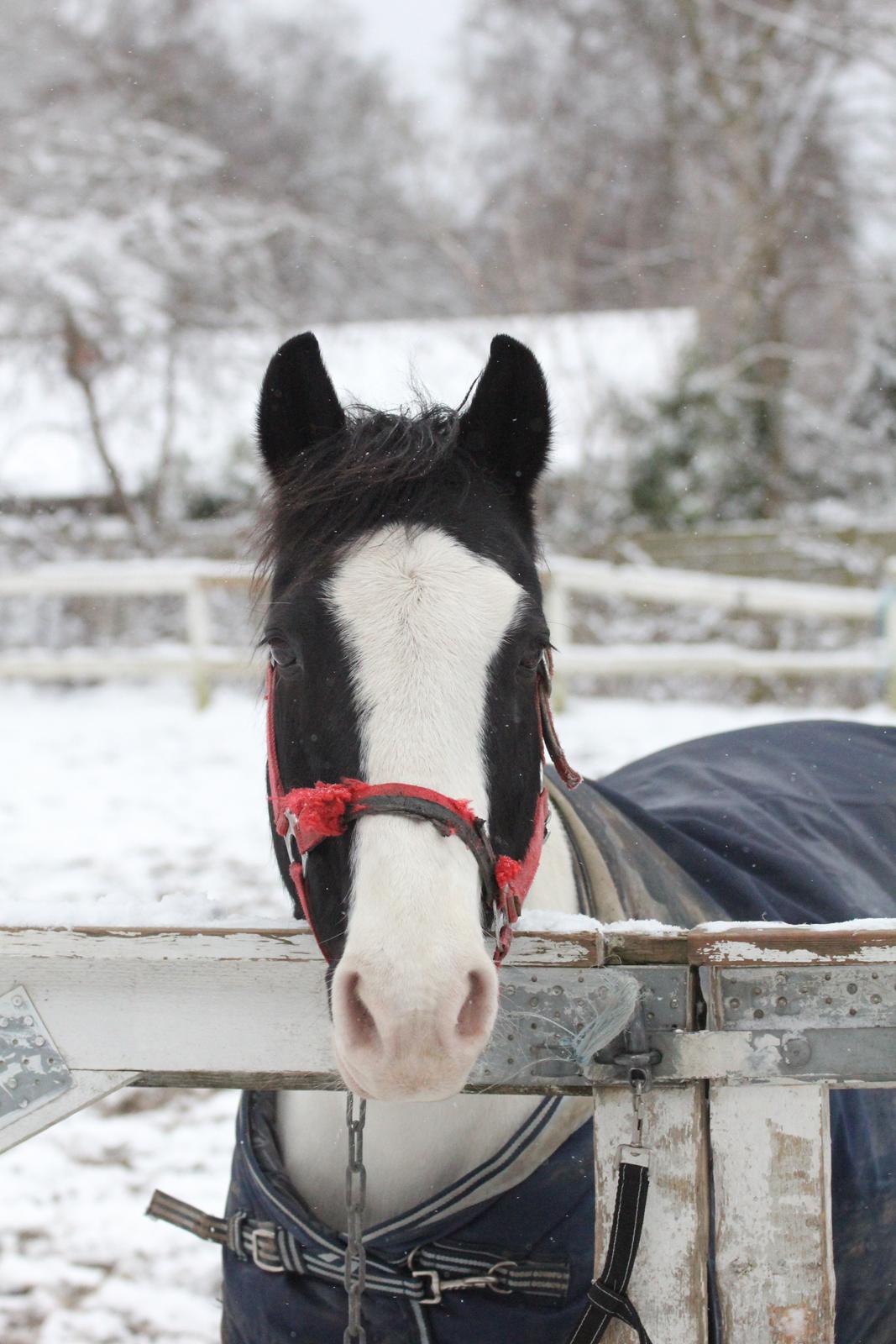 Irsk Sportspony Dublin billede 8