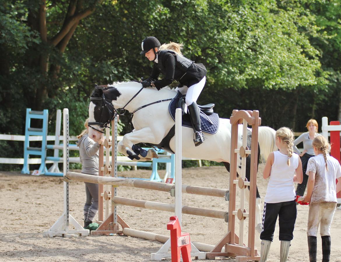 Irsk Sportspony Dublin - Klubmester i spring for hest 2012 AAGR <3 billede 4