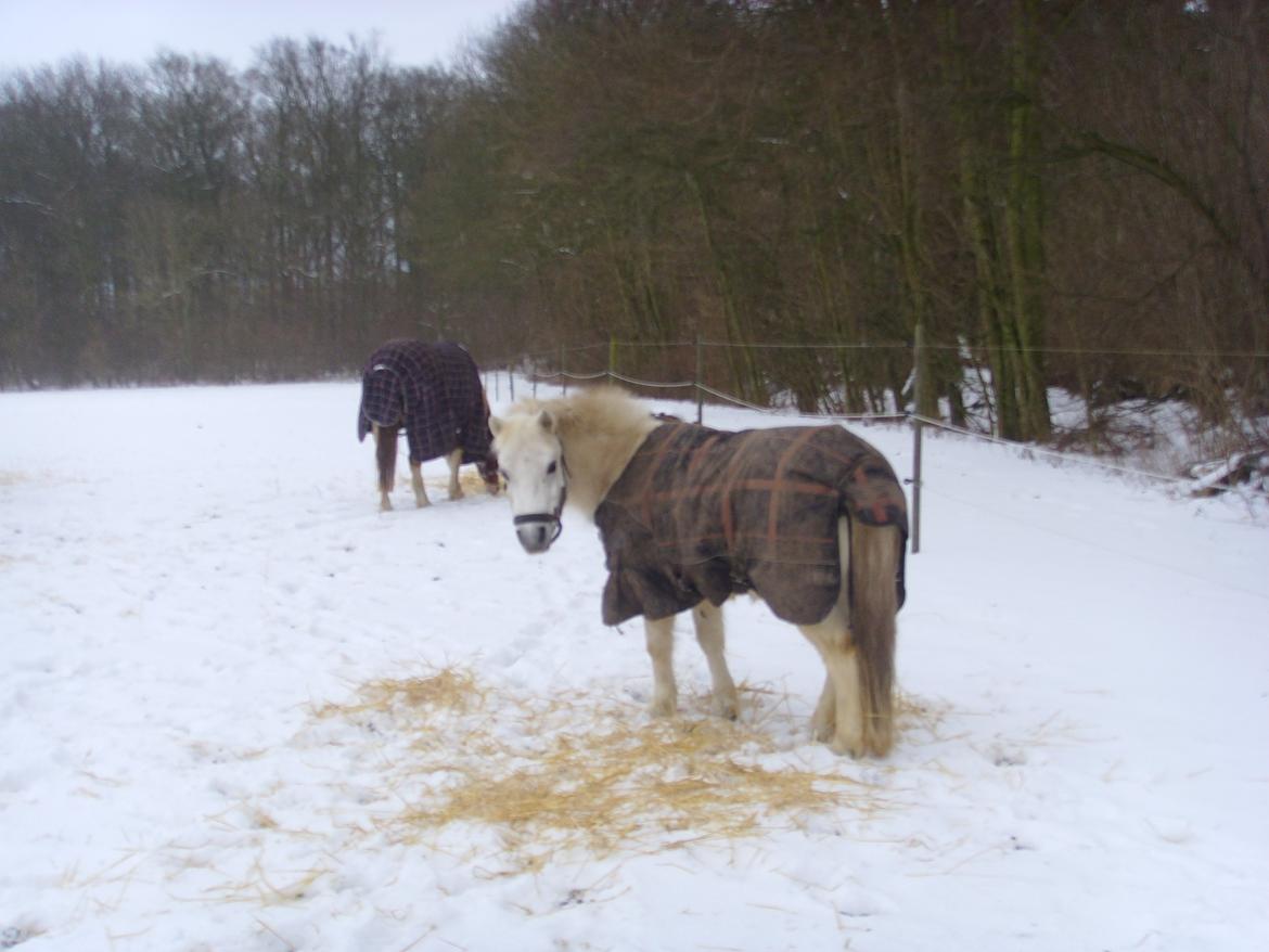 Anden særlig race Kasper billede 20
