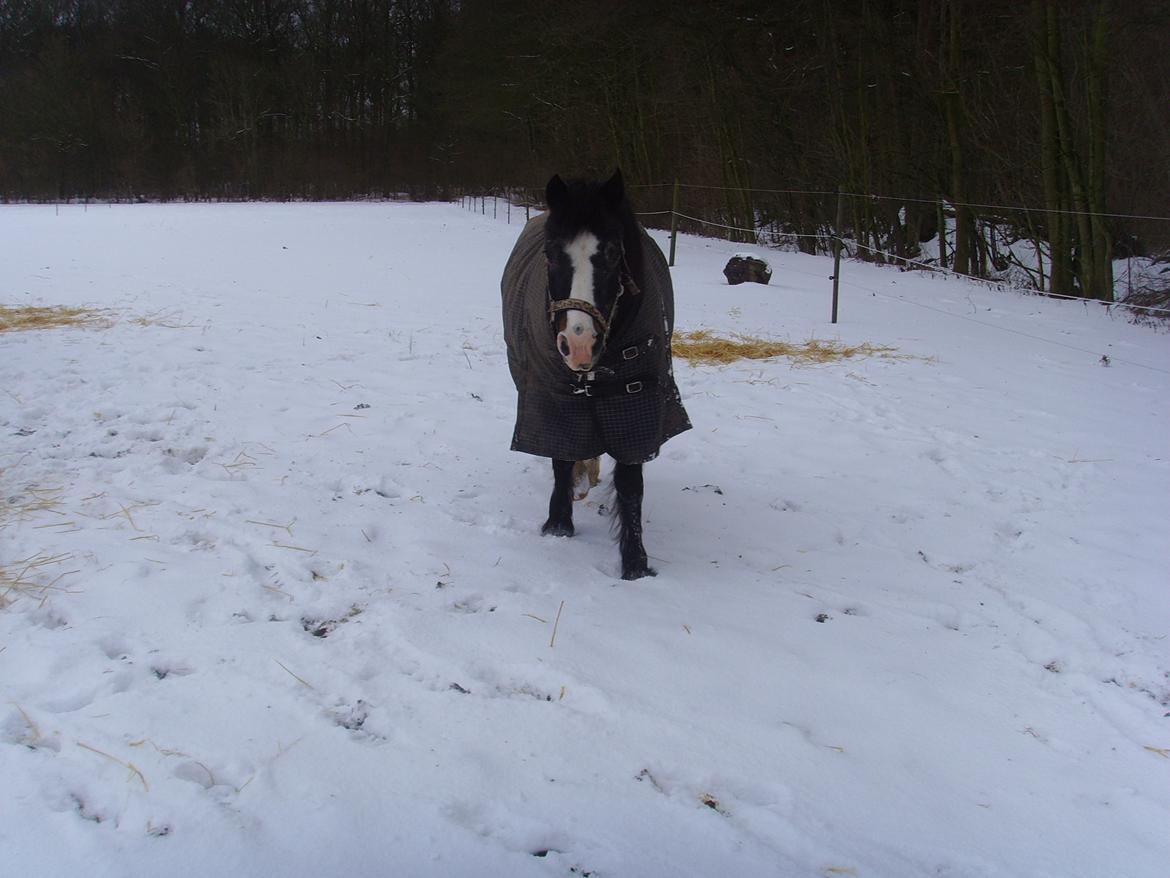 New Forest Cherie billede 20