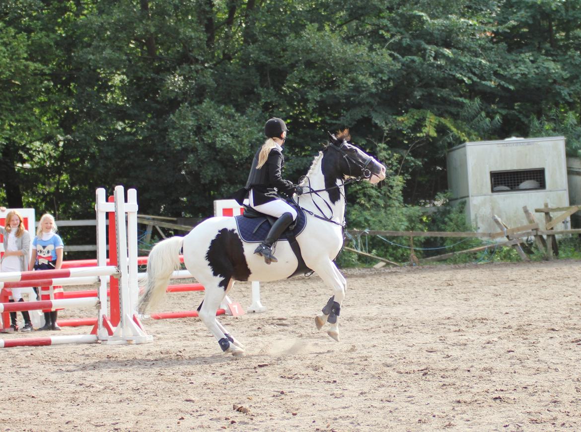 Irsk Sportspony Dublin billede 9