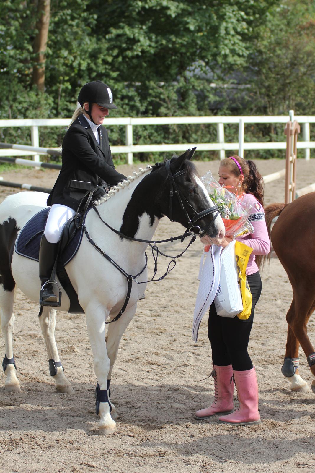 Irsk Sportspony Dublin - klubmester i spring for hest 2012 AAGR <3 billede 3