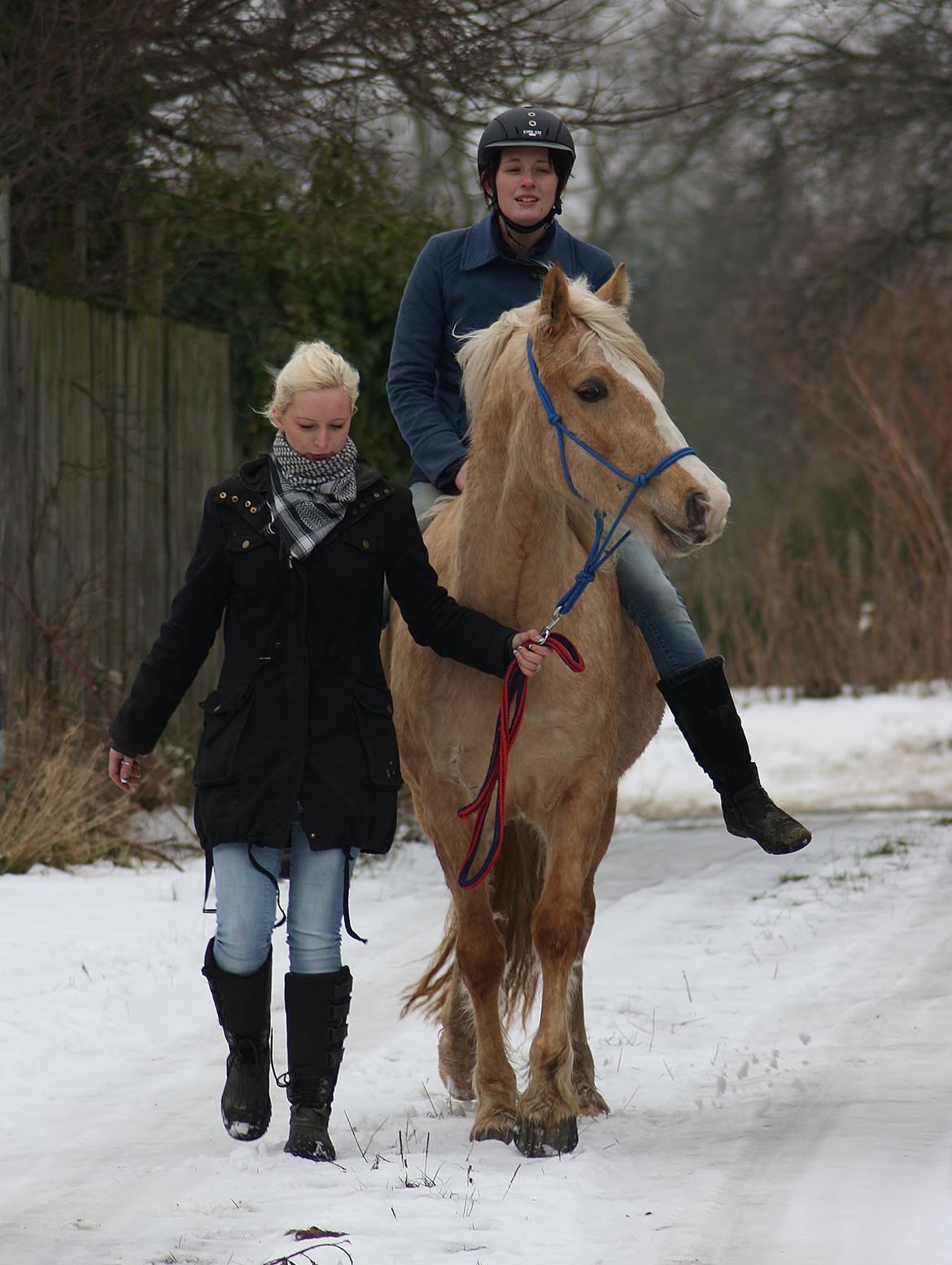 Welsh Cob (sec D) Rosalinde - Rosa med rytter for 2 gang.. Januar 2013 billede 12