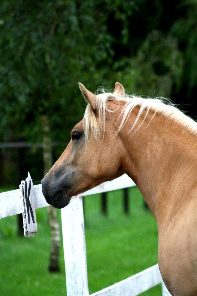 Anden særlig race Flicka billede 8