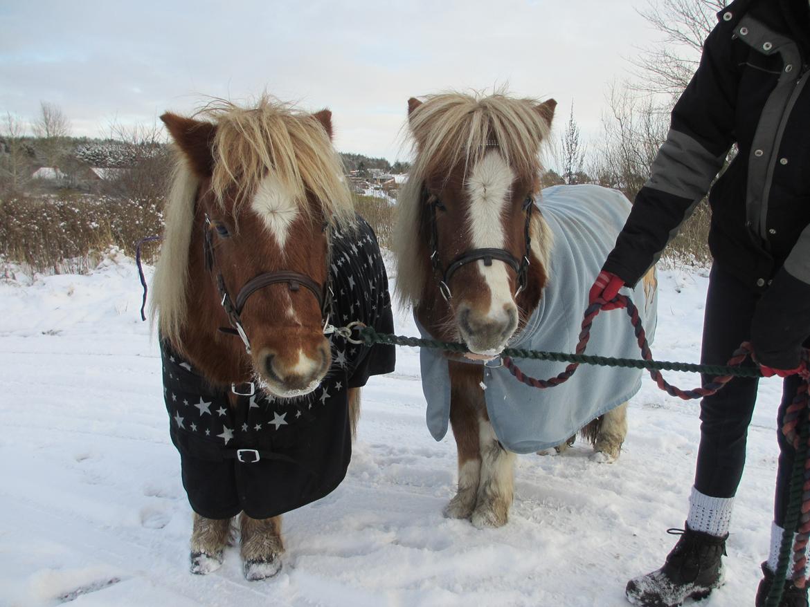 Shetlænder Skovledet Yasmin - Sammen med sin halvbror :) billede 17