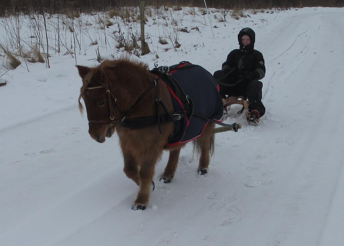 Shetlænder Felix *RIP* - Ude og kælke vinter 2013 :D billede 20
