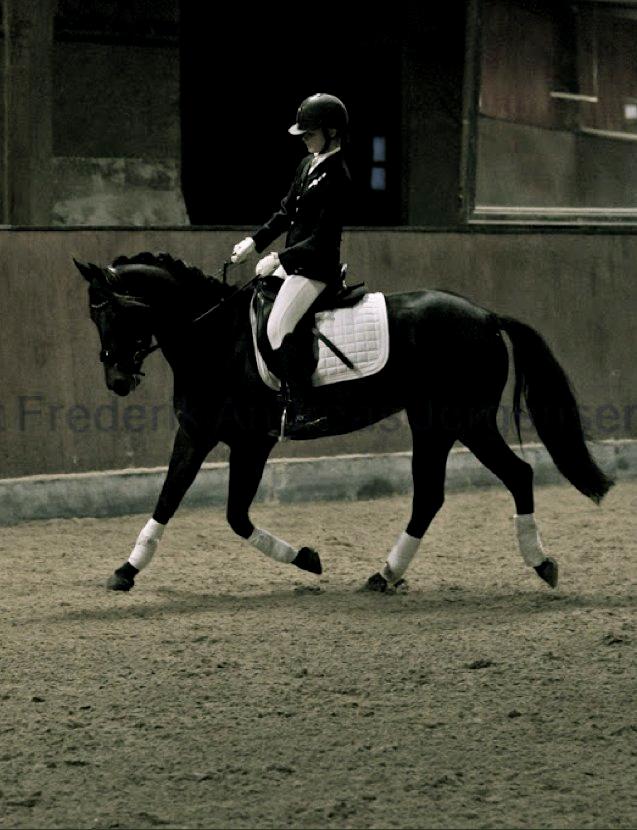 DSP Røgild's Dominique billede 2