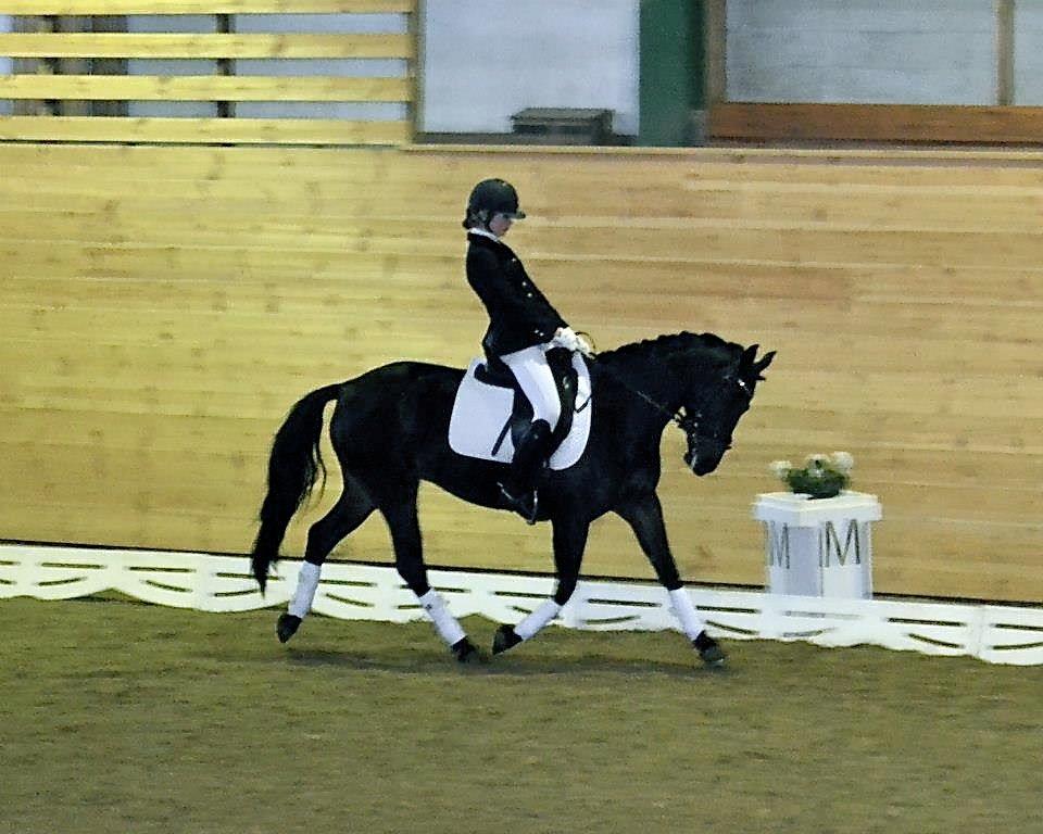 DSP Røgild's Dominique billede 11