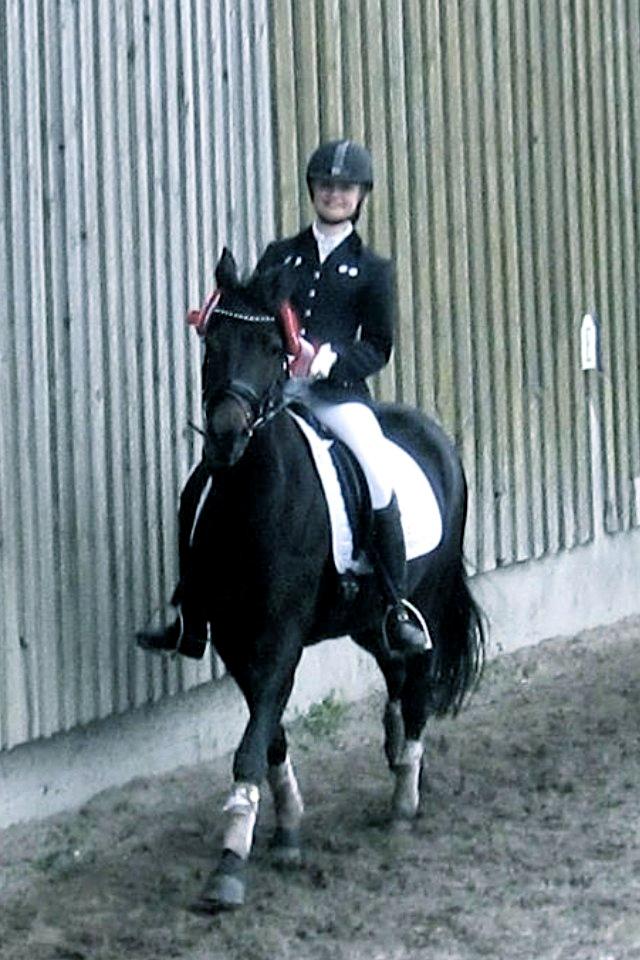 DSP Røgild's Dominique billede 15