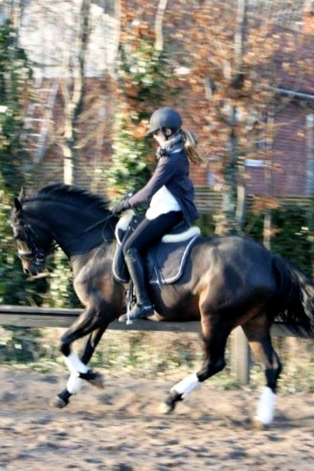 DSP Røgild's Dominique billede 6