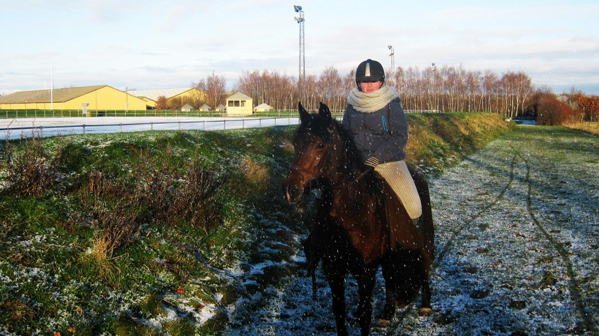 Anden særlig race Kashmina (Ko) (SOLGT OG SAVNET) billede 1