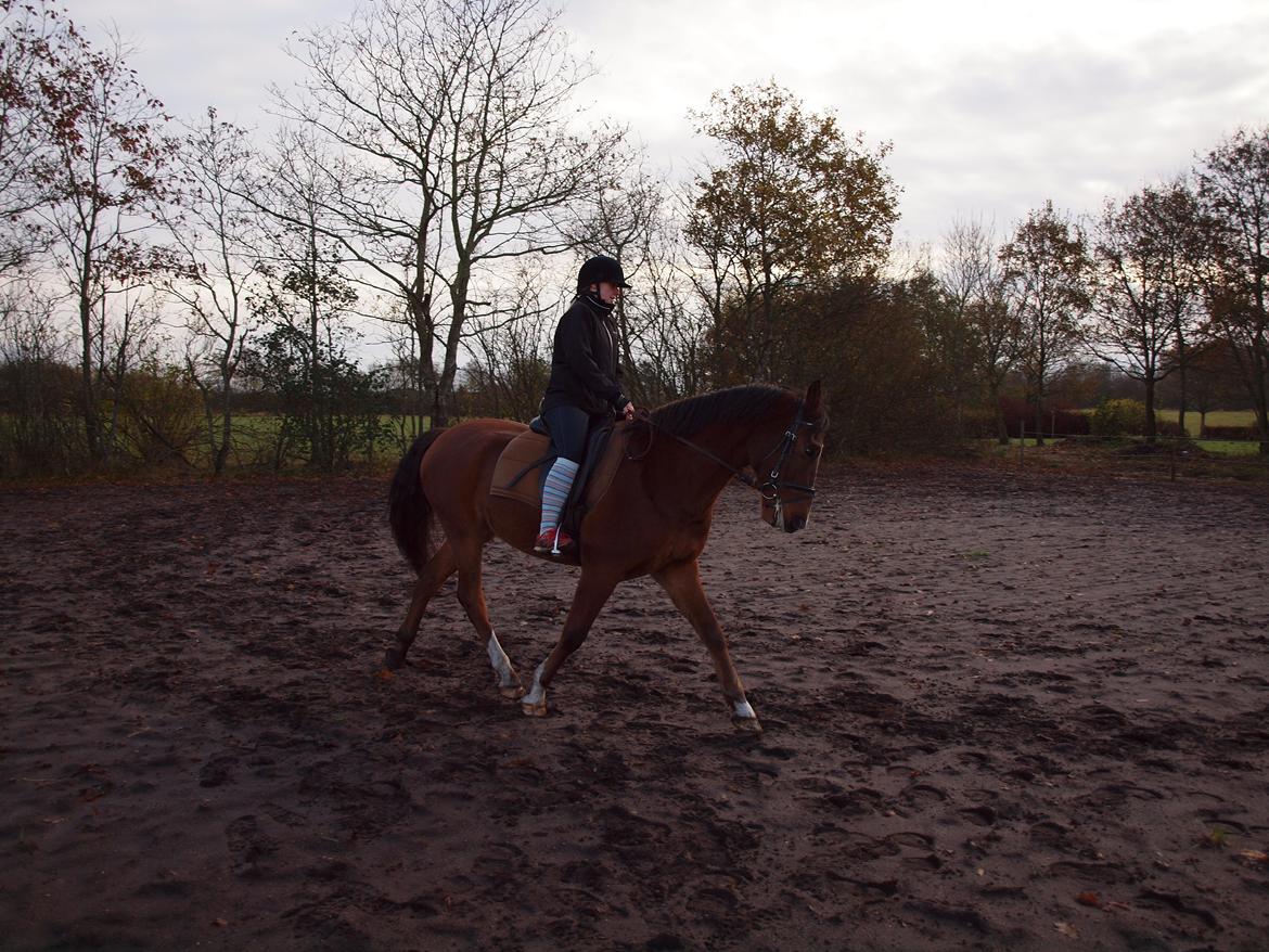 New Forest Zachos Charlie - Da jeg var i Herning og prøve ham 2012 billede 7
