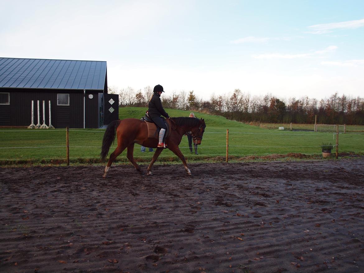 New Forest Zachos Charlie - Herning 2012 billede 8