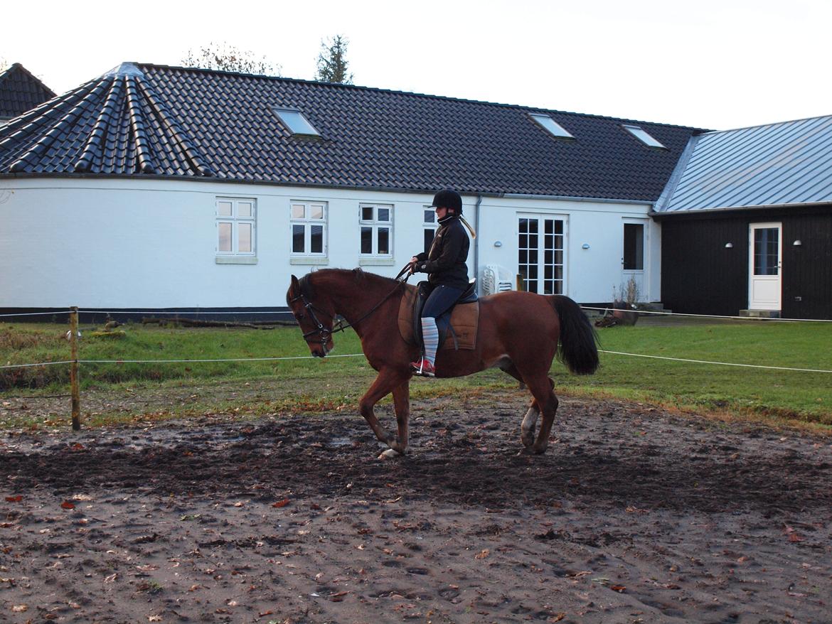 New Forest Zachos Charlie - Herning 2012 billede 9