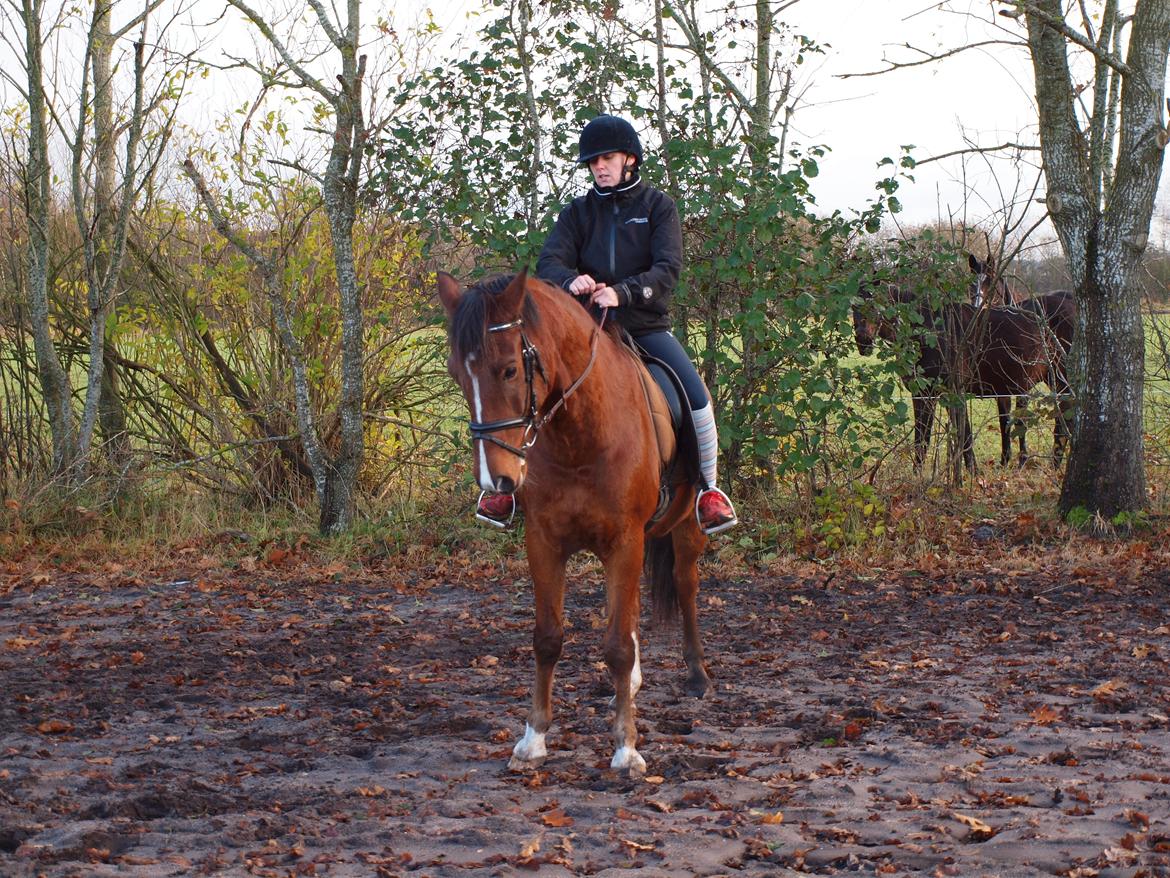 New Forest Zachos Charlie - Herning 2012 billede 10