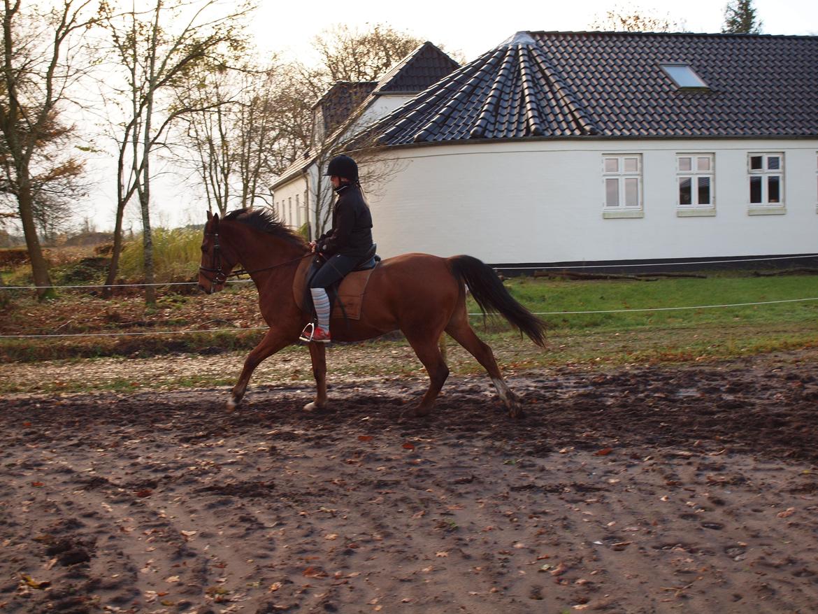 New Forest Zachos Charlie - Herning 2012 billede 11